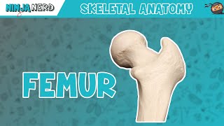 Femur Anatomy [upl. by Wera518]