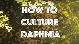 How To Culture Daphnia Magna [upl. by Nodnorb]