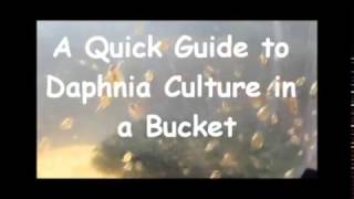 How to culture daphnia outside [upl. by Otir736]