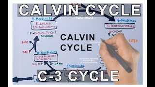 Photosynthesis  Calvin Cycle [upl. by Nulubez626]