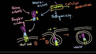 Corynebacterium diptheriae pathogenesis [upl. by Elehcar]