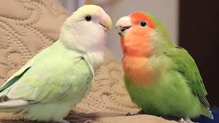 Lovebirds Singing amp Talking  Lovebirds As Pets [upl. by Aihppa746]