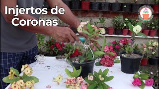 Injertos de Coronas Grafting Euphorbia Milii [upl. by Catlin107]