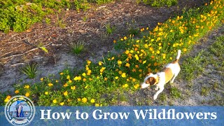 How to Plant and Grow Wildflowers [upl. by Ahsaelat]