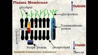 Cytology Lecture 1 for medical students [upl. by Aizirtap]