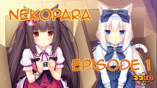 Nekopara  Episode 1 [upl. by Luwana]