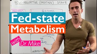 What happens to your body after eating a meal  Metabolism [upl. by Ahsilek]