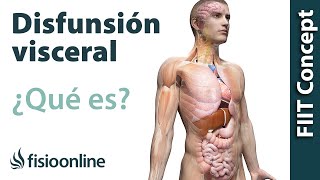 ¿Qué es una disfunción visceral [upl. by Devaney]