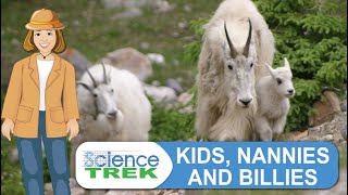 Mountain Goats Kids Nannies and Billies  Science Trek [upl. by Orips221]