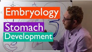 Stomach development  Embryology [upl. by Nyrhtakyram]