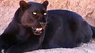 Black Panther Facts 13 Facts about Black Panthers [upl. by Shelman459]