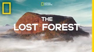 The Lost Forest  Nobel Peace Prize Shorts [upl. by Lapo]