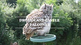 Dromoland Castle Falconry [upl. by Clymer570]