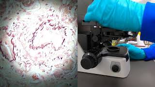 How to use a light microscope  Kohler illumination [upl. by Kcirdlek507]