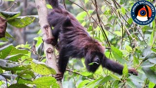 The howler monkey SCREAMS [upl. by Ycnej514]