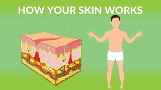 How Your Skin Works  How does the skin work Human skin Structure and Function [upl. by Llehsyt105]