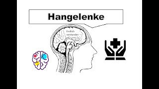 Die Anatomie der Handgelenke und Handwurzelknochen einfach erklärt Art radiocarpalis [upl. by Eelana]