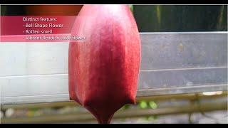 Weird Plant of the Month Carrion Flower Stapelia leendertziae [upl. by Leigh]