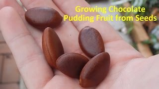 Growing Black Sapote aka Chocolate Pudding Fruit from Seeds [upl. by Adehsor]