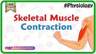 Skeletal muscle contraction  Muscle physiology Animations [upl. by Eiltan]