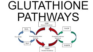 Glutathione Pathways [upl. by Olivie]