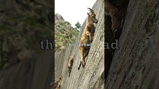 Mountain Goats Climbing Walls 🐐 [upl. by Gladys]