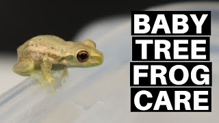 Baby Tree Frog Care Guide And Setup  Benjamins Exotics [upl. by Nolyk709]