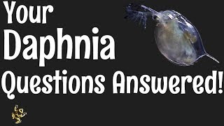 Daphnia Questions Answered [upl. by Jeanine394]