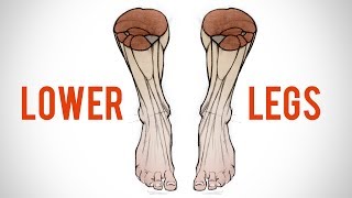 How to Draw the Lower Leg  Anatomy for Artists [upl. by Pudendas]