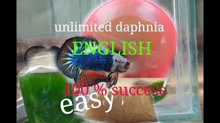 daphnia moina culture Easy way Unlimited production English  with sub Green water Chlorella [upl. by Marrilee]