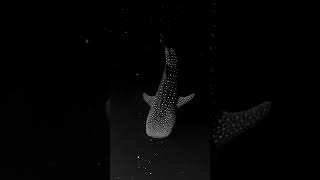 Whale Shark gliding through Bioluminescent Algae By Mike Nulty [upl. by Shuping]