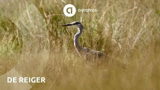 Wild in Nederland de reiger [upl. by Venable]