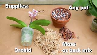 How to Repot an Orchid [upl. by Hairym451]