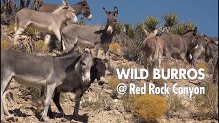 Wild Burros at Red Rock Canyon  Wild Horse and Burro Adoption Program [upl. by Sherer]