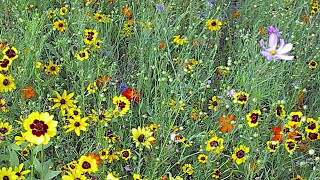 How To Plant A Wildflower Meadow Part II [upl. by Vizza]