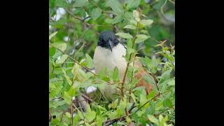 Burchells Coucal [upl. by Meeks]