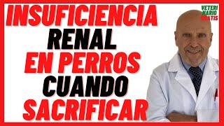 🔴 Insuficiencia o Falla renal en Perros 🔴 Síntomas Tratamiento con Benazepril Cuando Sacrificar [upl. by Allina]