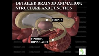 Human Neuroanatomy Detailed Brain 3D Animation  Structure and Function [upl. by Forester]