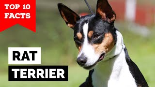 Rat Terrier  Top 10 Facts [upl. by Stoughton]