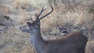 Ciervo común   venado [upl. by Bradshaw]