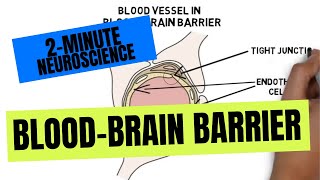 2Minute Neuroscience BloodBrain Barrier [upl. by Bound543]