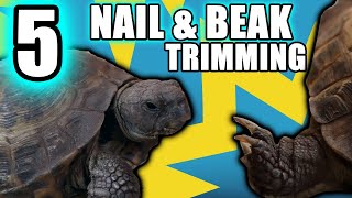 5 NATURAL Russian Tortoise BeakNail Trimming Methods [upl. by Alver]