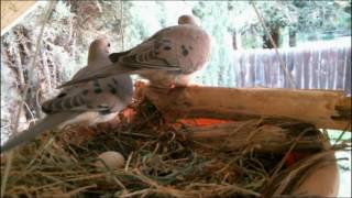 Mourning Dove Family  Part 1 Nesting laying and egg care [upl. by Llehcor808]