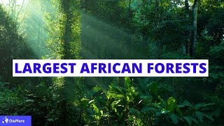 Largest Forests in Africa  Top 8 [upl. by Bernhard278]