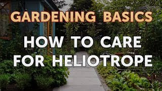 How to Care for Heliotrope [upl. by Leen]