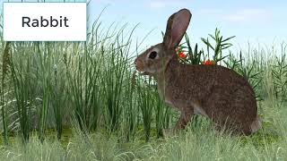 Animal Sounds Rabbit  Rabbit Sounds Effect [upl. by Hterag927]