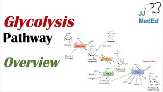 Glycolysis Pathway  Enzymes Regulation and Products [upl. by Rosalie]