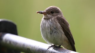 Nesting Spotted Flycatchers  Muscicapa striata  British Birding [upl. by Ellenuahs]