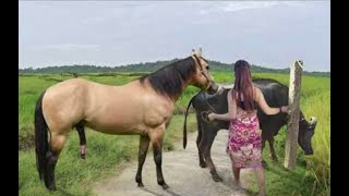 My sister training care her lovely horse in beginner 2021 [upl. by Ihteerp]