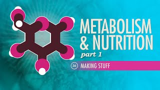 Metabolism amp Nutrition Part 1 Crash Course Anatomy amp Physiology 36 [upl. by Gefen]